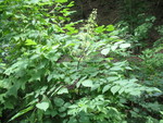 Spikenard in bloom