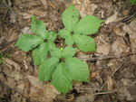 Ginseng.  I've found 6 plants so far.