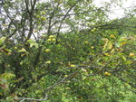 Apples on the tree
