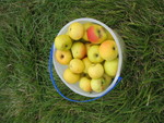 Freshly-picked apples