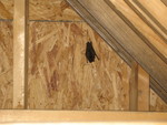 Bat number 2.  We think they might have come in through the grate in the house fan since the louvers aren't installed yet.