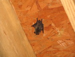 We really do have bats in our bellfrey