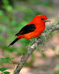 A much better pic of one so you can see what they look like up close (pic imported from the web just for illustrative purposes)
