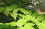 dragonflycrop