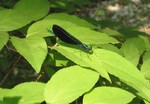 dragonflycrop2