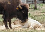 whbuffalo605