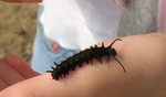 Kailyn found a really neat caterpillar: a pipevine swallowtail caterpillar, which is fairly poisonous because it eats dutchman's pipe leaves