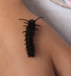Another pic of the caterpillar