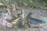 One last pic of this bunch of butterflies, unfortunately terribly misty