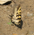 Last butterfly pic