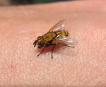 A gold bug that found Don