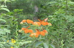 Butterflies on the butterfly weed