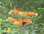 Another butterfly pic