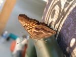 A butterfly landed on the back of my chair