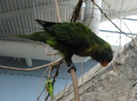 Lorikeet