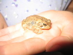 Kailyn found a toad
