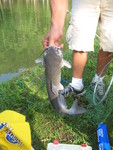 It's a big catfish -- nearly 4 pounds!