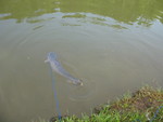 Fish on a leash