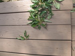 Decking with some of our leaves. They go well together!