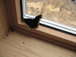 We had to rescue this butterfly from inside the living room windows.  Kailyn also rescued a trapped barn swallow just after we arrived, and later I herded another briefly-trapped barn swallow out.
