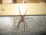 Don found a spider