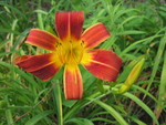 Closeup of a daylily