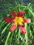 June 17: So far only these red daylilies and a single orange one are blooming