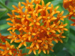 Closeup of butterfly weed