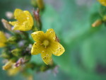 June 19: Don took the kids on a hike last night and went back this morning for pictures.  Suspect 'spotted St. John's wort'.