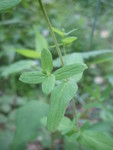 The leaf of the St. John's Wort