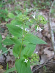 Broad-leafed bluet