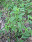 Another mystery plant. It smells good when crushed