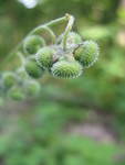 Wild Comfrey (Cynoglossum virginianum) seeds.