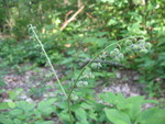 Wild Comfrey seed stem.