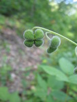 Another view of the seeds of the wild comfrey.