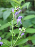 A pretty skullcap in profile