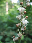 Black cohosh flowers