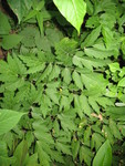 Black cohosh leaves