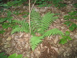 Pretty fern
