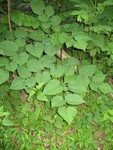 Spikenard, aka Aralia racemosa