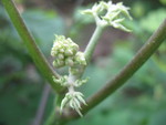 Detail of the spikenard's buds