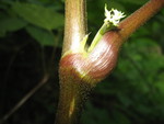 Stem joint of spikenard