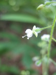 Mystery plant flower