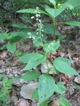Another mystery plant, but it'll require some better pics to id it