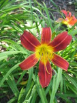 Detail of red daylily