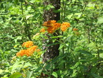 Butterfly on butterfly weed