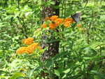 Spicebush swallowtail on the butterfly weed