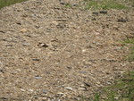 Showing how well he blends in with the rocks