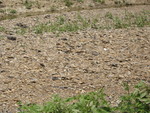 Another pic of the kildeer