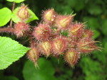 On the far right you can see an unripe raspberry-type berry peeking out